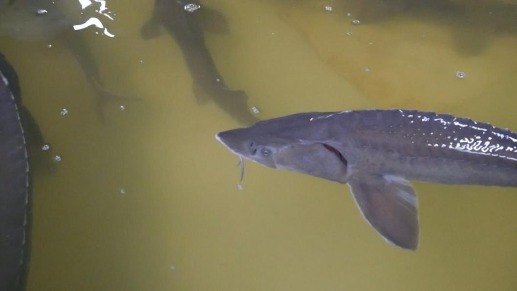 ИА "Тюменская линия"