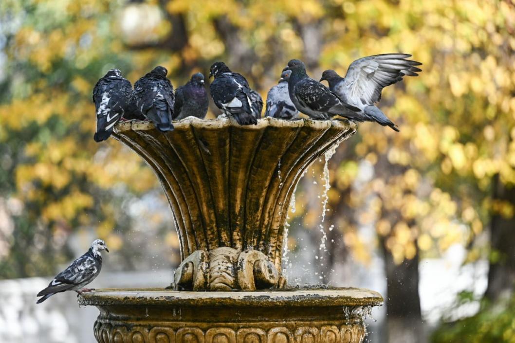 Сергей Елесин, ИА "Тюменская линия"