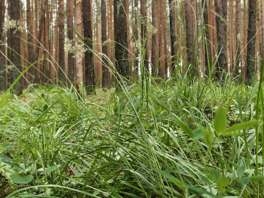 ИА "Тюменская линия"