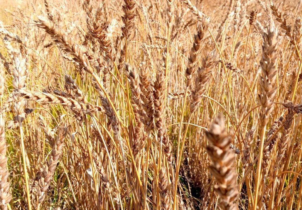 ИА "Тюменская линия"