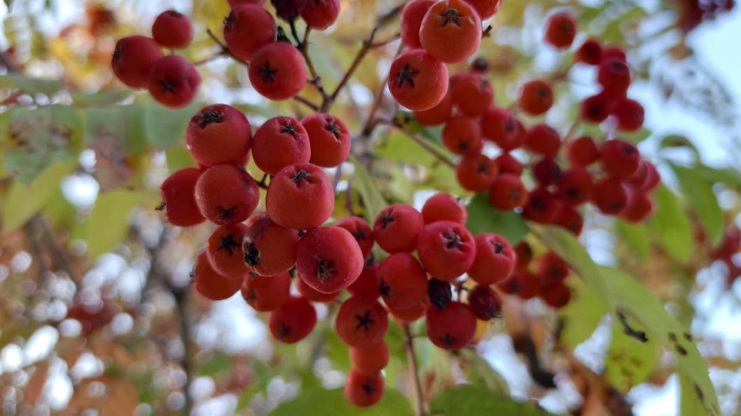 Инна Пахомова, ИА "Тюменская линия"