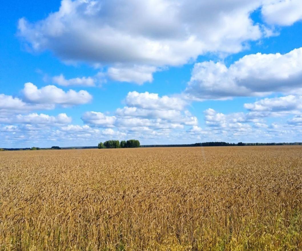 тг-канал Игоря Власова