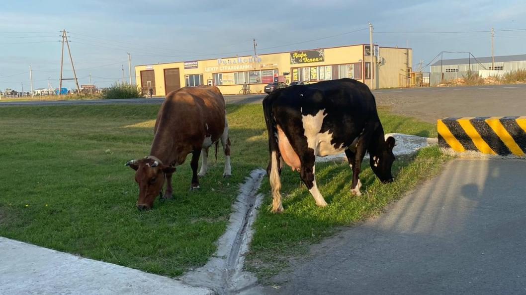 ИА "Тюменская линия"