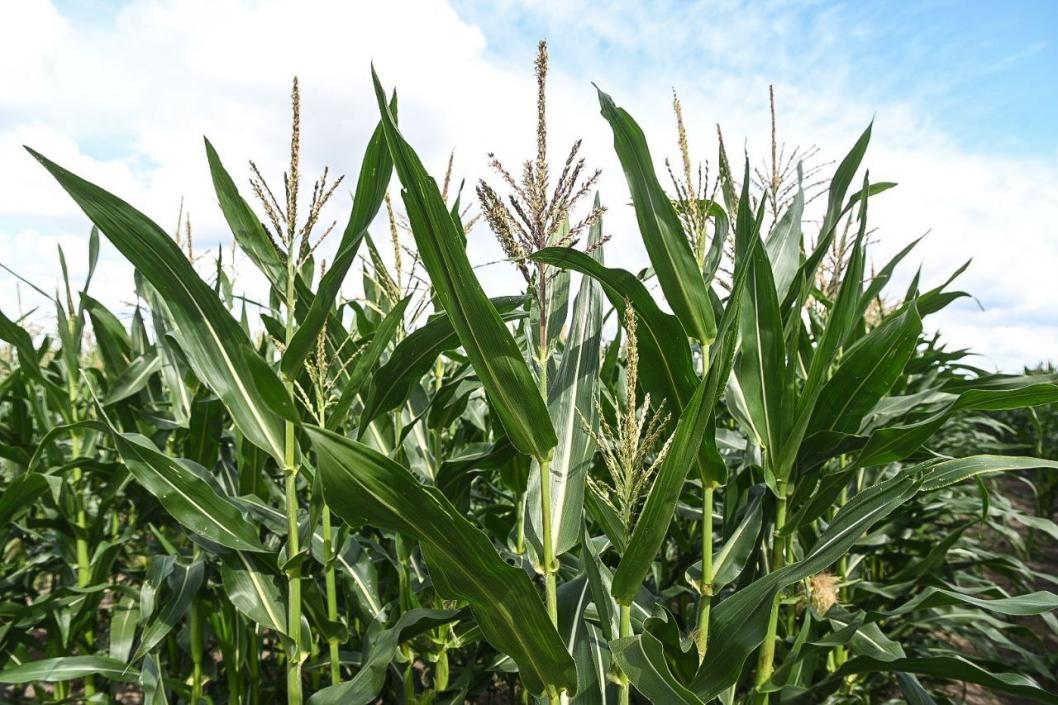 Сергей Елесин, ИА "Тюменская линия"