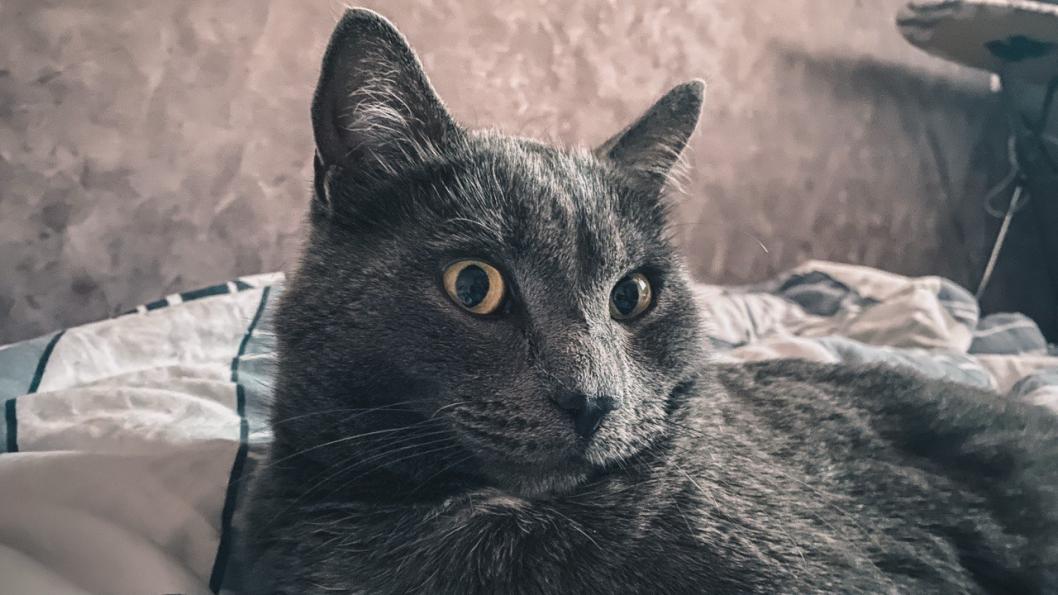 ИА "Тюменская линия"