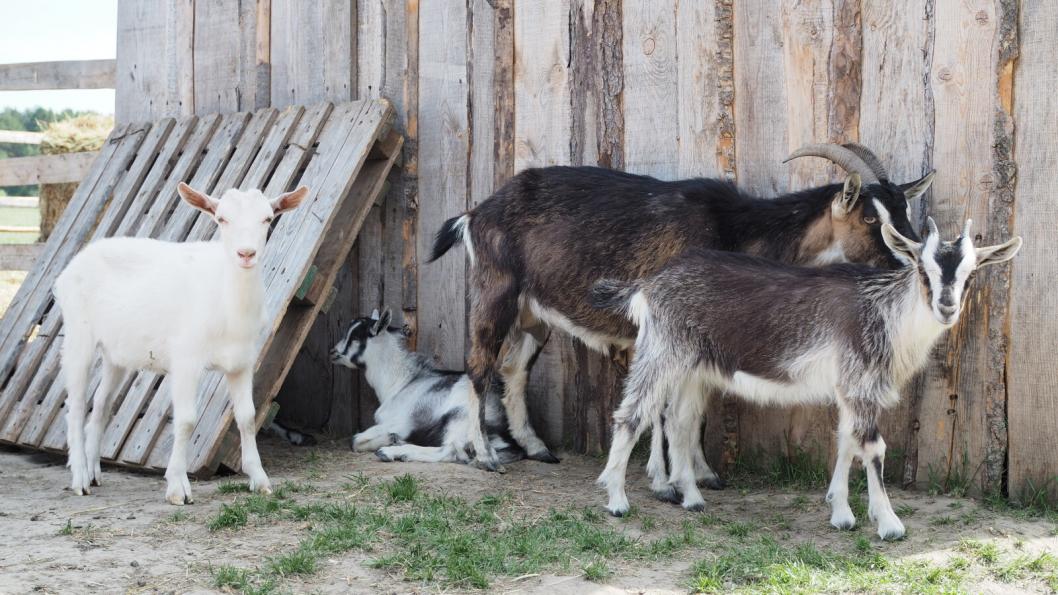 Инна Пахомова, ИА "Тюменская линия"