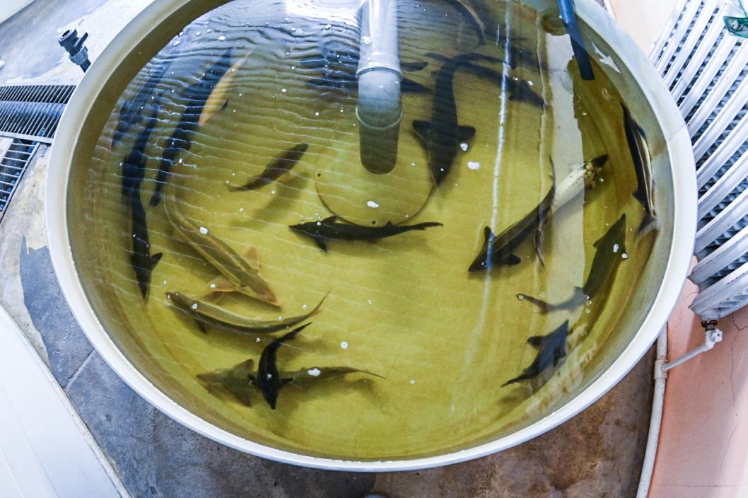 Сергей Елесин, ИА "Тюменская линия"