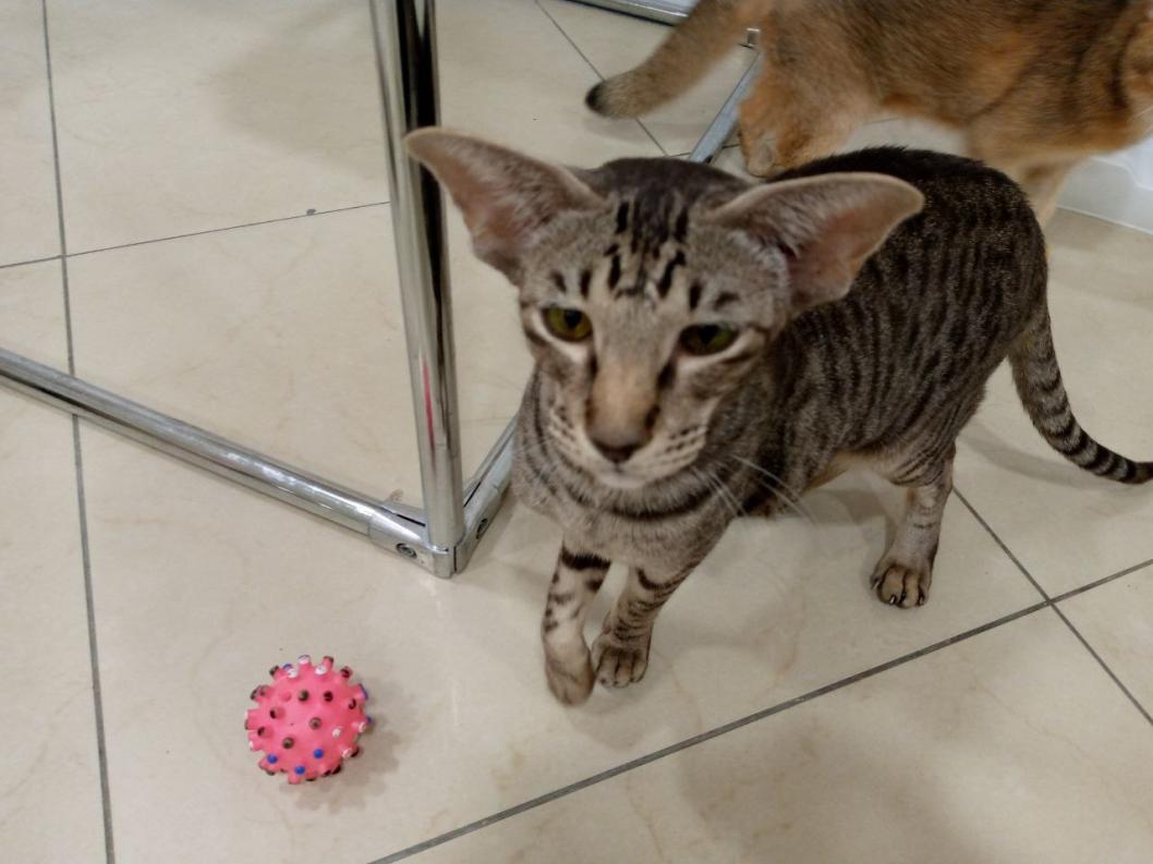 ИА "Тюменская линия"