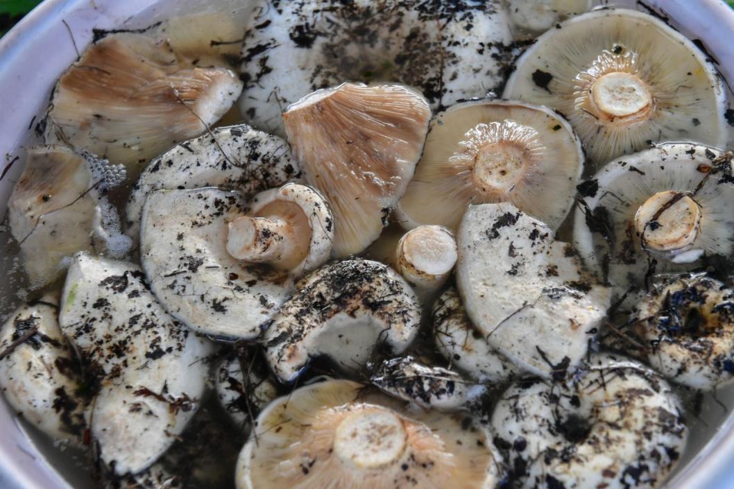 Сергей Елесин, ИА Тюменская линия