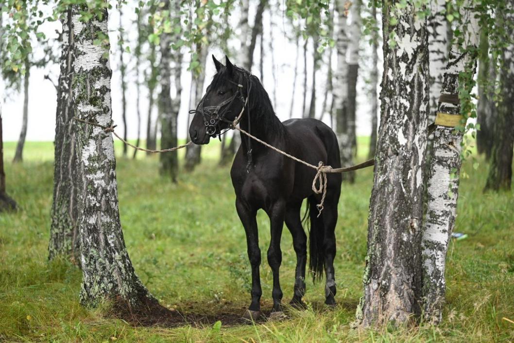 Сергей Елесин, ИА "Тюменская линия"