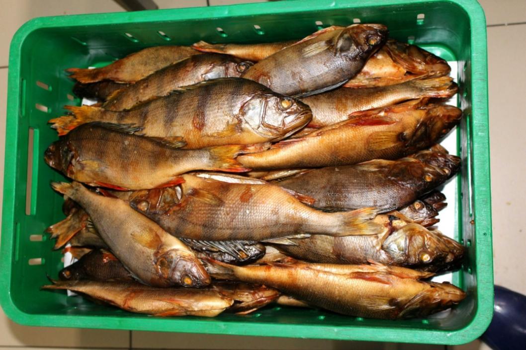 тюменский филиал ВНИРО