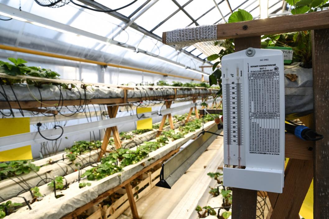 Сергей Елесин, ИА Тюменская линия