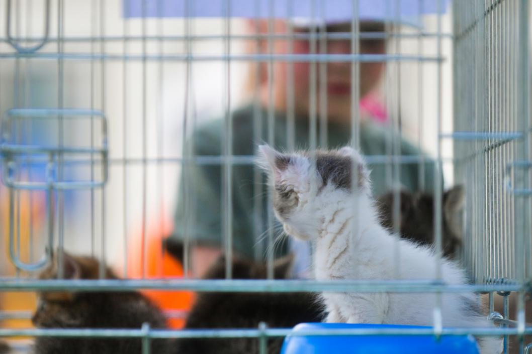 Сергей Елесин, ИА "Тюменская линия"