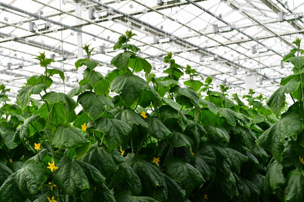 Сергей Елесин, ИА "Тюменская линия"