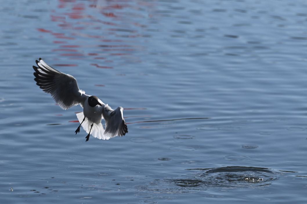 Сергей Елесин, ИА "Тюменская линия"