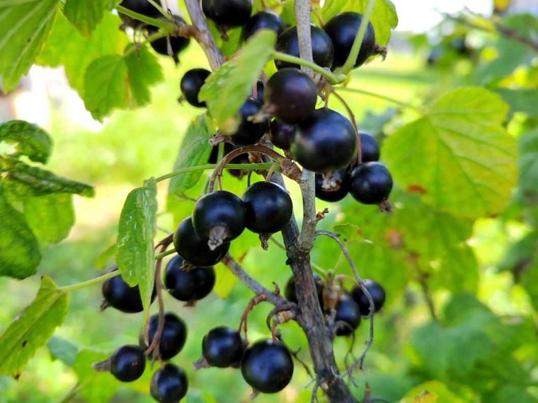 ИА "Тюменская линия"