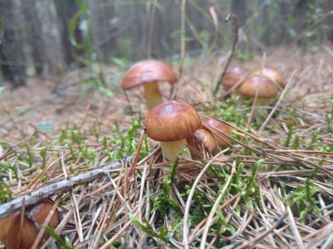 ИА "Тюменская линия"