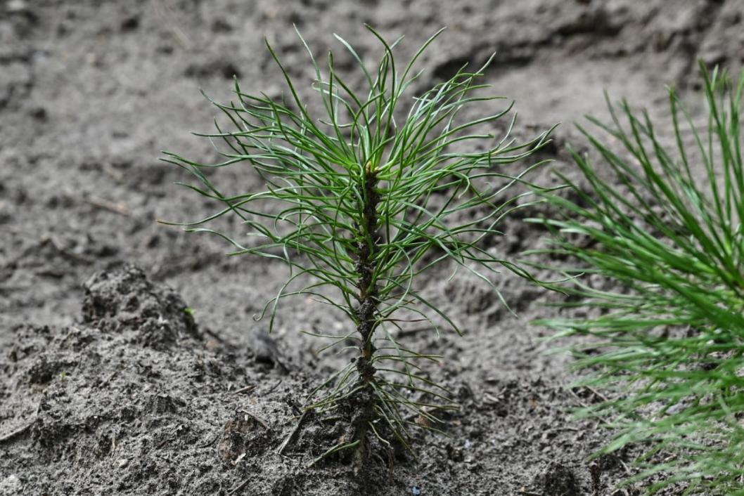 Сергей Елесин, ИА "Тюменская линия"