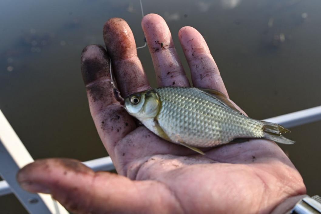 Сергей Елесин, ИА "Тюменская линия"
