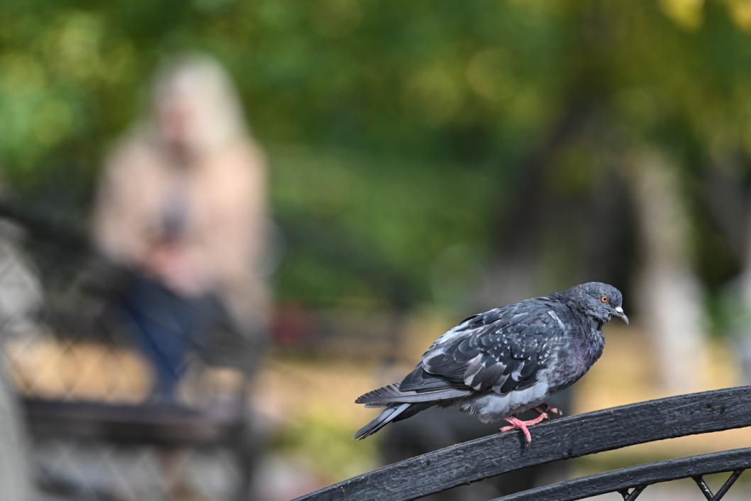 Сергей Елесин, ИА "Тюменская линия"