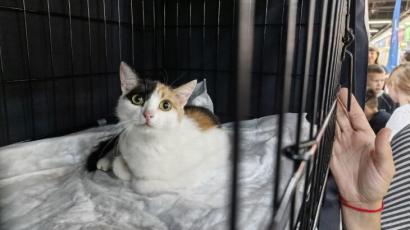 Инна Пахомова, ИА "Тюменская линия"