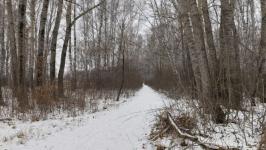 Роща декабристов