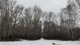 Роща декабристов