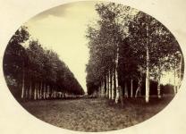 Виды в Загородном саду. 1866–1871 годы