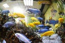 Сергей Елесин, ИА "Тюменская линия"