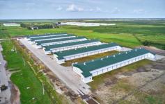 предоставлено ПРОДО Тюменский бройлер