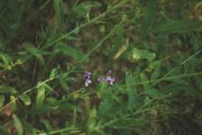 Вечерница Матроны