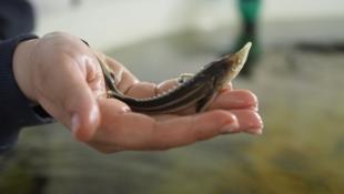 Инна Пахомова, ИА "Тюменская линия"