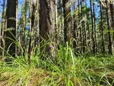 ИА "Тюменская линия"