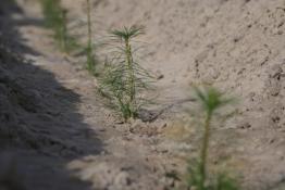 Александр Аксенов, ИА "Тюменская линия"