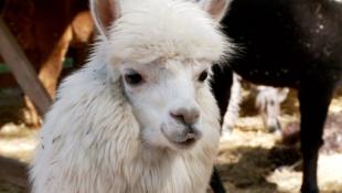 ИА "Тюменская линия"