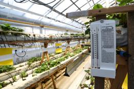 Сергей Елесин, ИА Тюменская линия