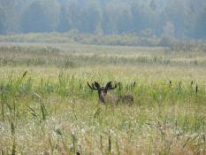 из Telegram-канала Госохотдепартамента Тюменской области