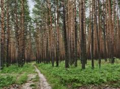 ИА "Тюменская линия"