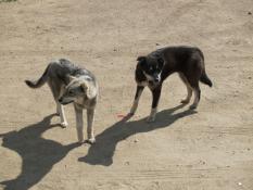 Виктор Сергеев, ИА "Тюменская линия"