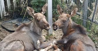 из сообщества "У Лукоморья | Центр реабилитации животных" во ВКонтакте