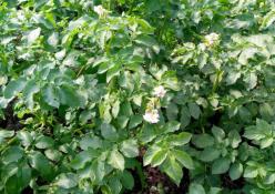 ИА "Тюменская линия"