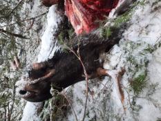 госохотдепартамент Тюменской области