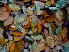 ИА "Тюменская линия"