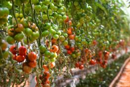 Сергей Елесин, ИА "Тюменская линия"