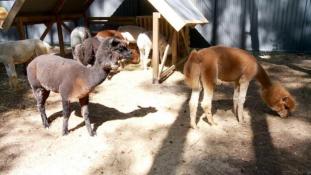 ИА "Тюменская линия"