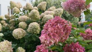 Инна Пахомова, ИА "Тюменская линия"