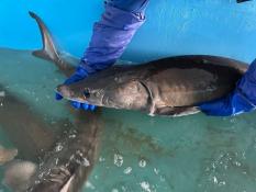 Нижнеобское территориальное управление Росрыболовства