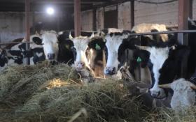 из Telegram-канала администрации Казанского округа