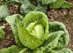 ИА "Тюменская линия"