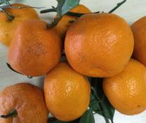 ИА "Тюменская линия"